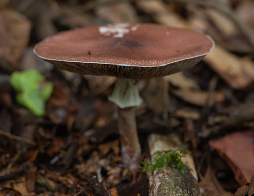 Royal sun agaric, Agaricus subrufescens