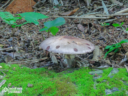 Royal sun agaric, Agaricus subrufescens