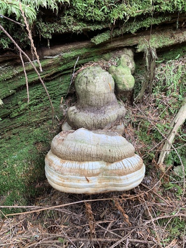 Agarikon, Fomitopsis officinalis