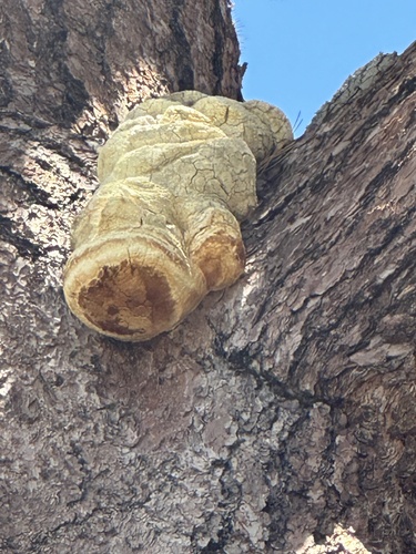 Agarikon, Fomitopsis officinalis