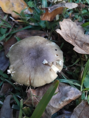 Death cap, Amanita phalloides