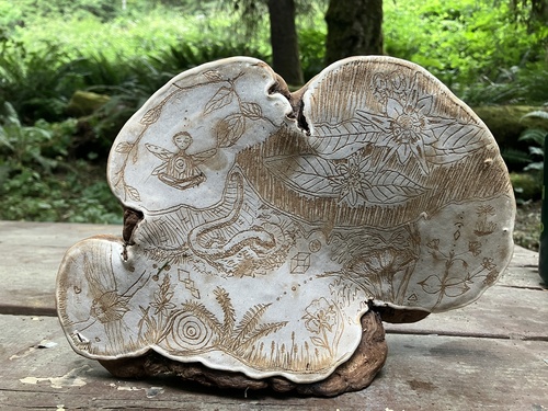 Artist's conk, Ganoderma applanatum