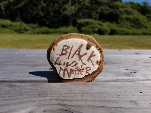 Artist's conk, Ganoderma applanatum