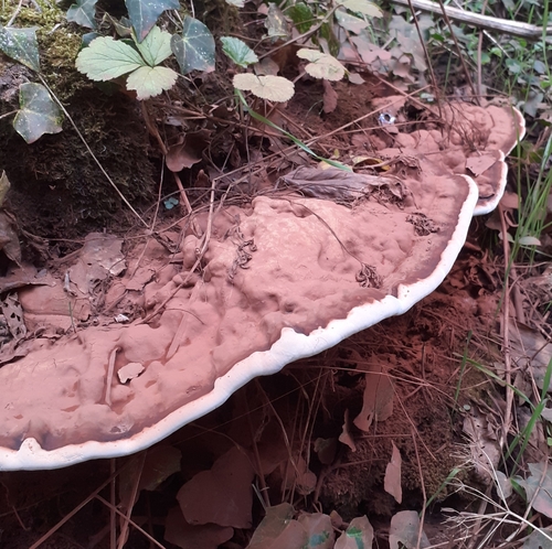 Artist's conk, Ganoderma applanatum