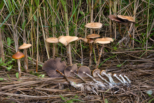 Flying saucer, Psilocybe azurescens