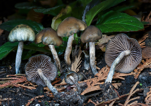 Psilocybe baeocystis, Psilocybe baeocystis