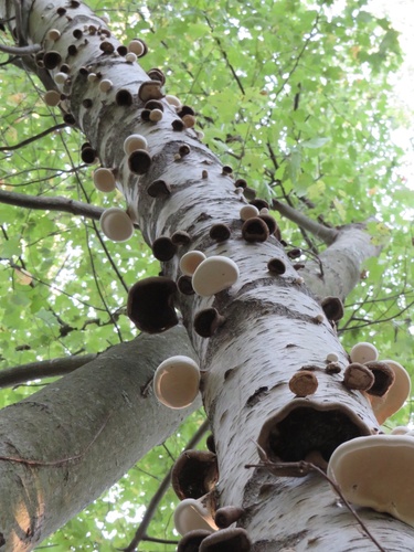 Birch polypore, Fomitopsis betulina