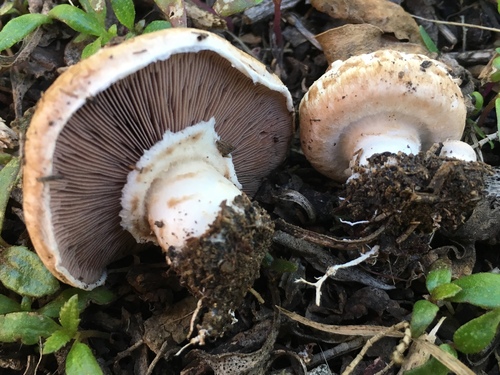 Button mushroom, Agaricus bisporus