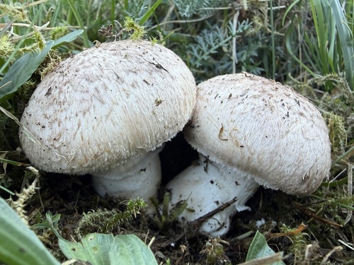 Button mushroom, Agaricus bisporus