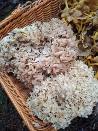 Cauliflower fungus, Sparassis crispa
