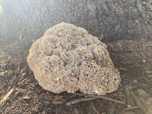 Cauliflower fungus, Sparassis crispa
