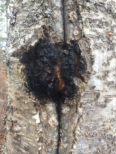 Chaga, Inonotus obliquus