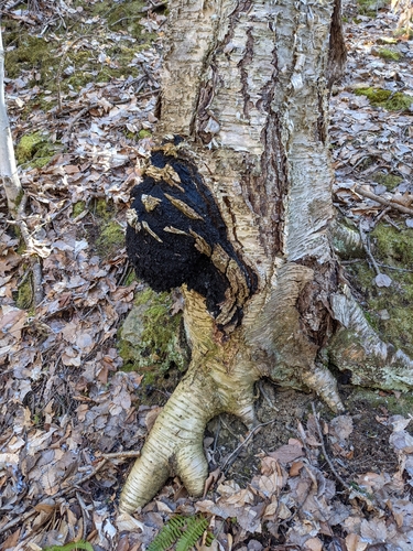 Chaga, Inonotus obliquus