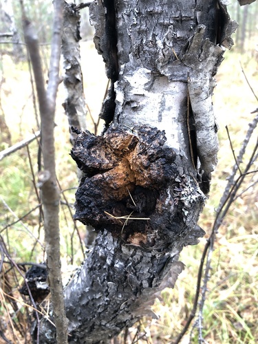Chaga, Inonotus obliquus