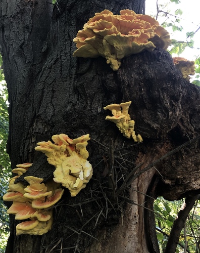 Chicken of the woods, Laetiporus sulphureus