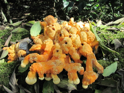 Chicken of the woods, Laetiporus sulphureus