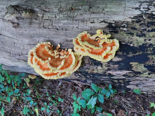 Chicken of the woods, Laetiporus sulphureus