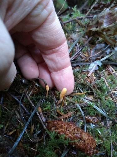 Cordyceps, Cordyceps militaris