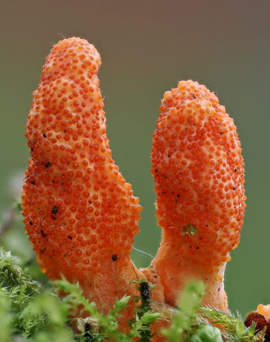 Cordyceps, Cordyceps militaris