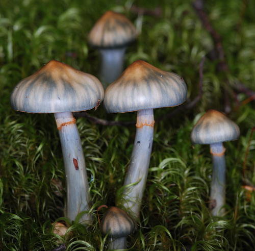 Webcaps, Cortinarius species