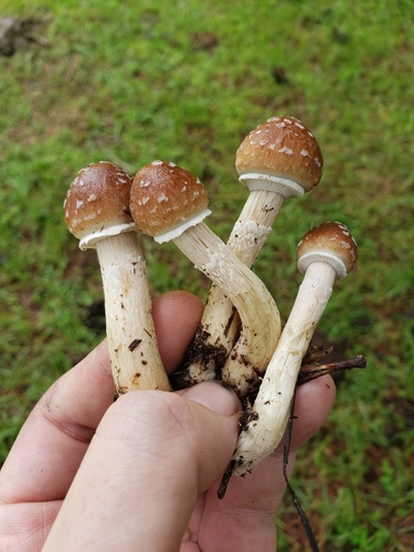 Psilocybe cubensis, Psilocybe cubensis