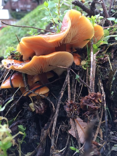 Enoki, Flammulina velutipes