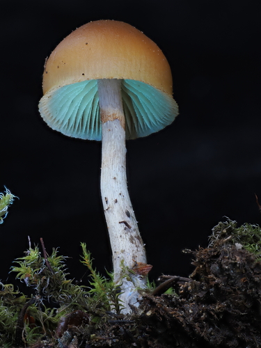Deadly galerina, Galerina marginata