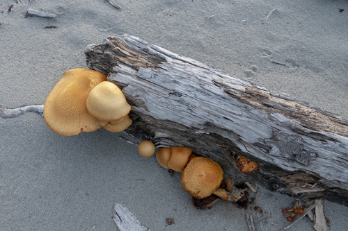 Laughing gym, Gymnopilus junonius