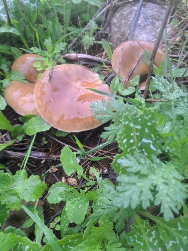 King oyster, Pleurotus eryngii