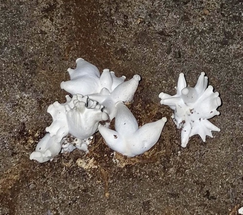 King oyster, Pleurotus eryngii