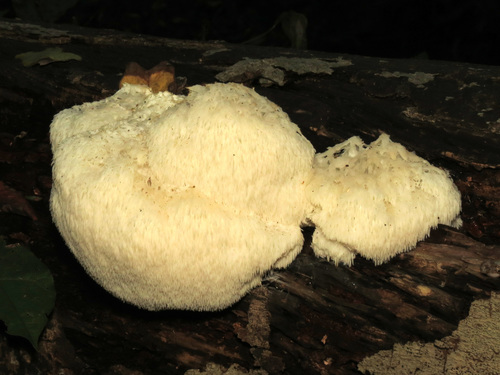 Lion's mane, Hericium erinaceus