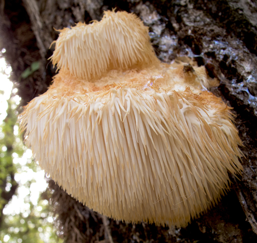 Lion's mane, Hericium erinaceus