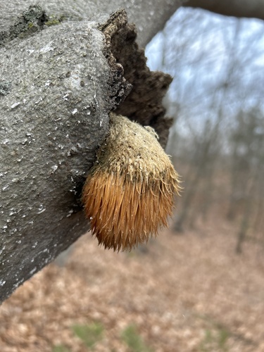 Lion's mane, Hericium erinaceus