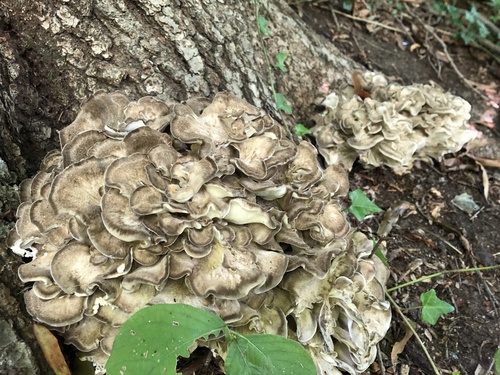Maitake, Grifola frondosa