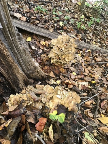 Maitake, Grifola frondosa