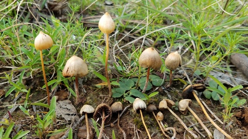 Psilocybe mexicana, Psilocybe mexicana