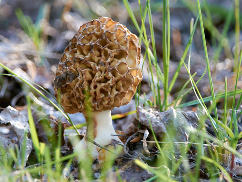 Morel, Morchella esculenta