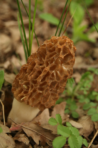 Morel, Morchella esculenta