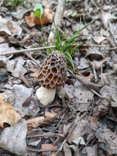 Morel, Morchella esculenta