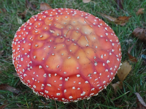 Fly agaric, Amanita muscaria