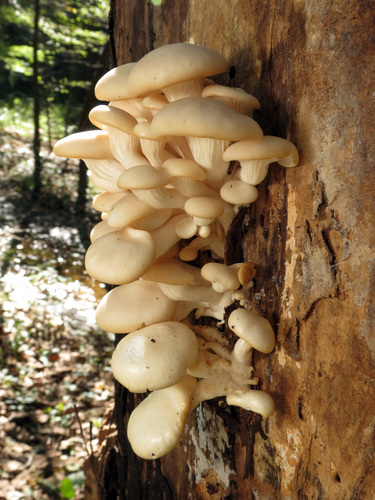 Oyster mushroom, Pleurotus ostreatus