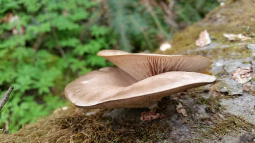 Oyster mushroom, Pleurotus ostreatus