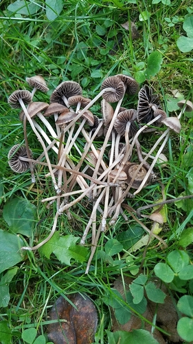 Mower's mushroom, Panaeolina foenisecii