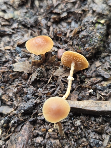 Deadly conocybe, Pholiotina rugosa