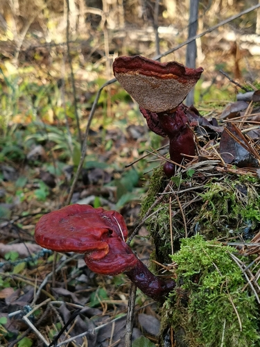 Reishi, Ganoderma lucidum