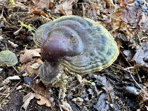 Reishi, Ganoderma lucidum