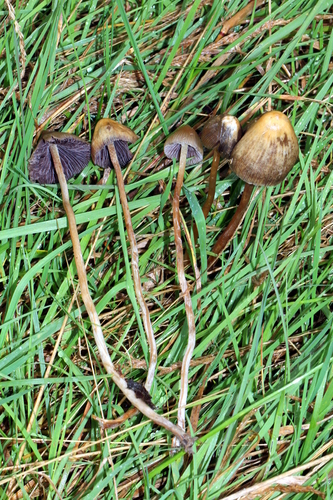 Liberty cap, Psilocybe semilanceata