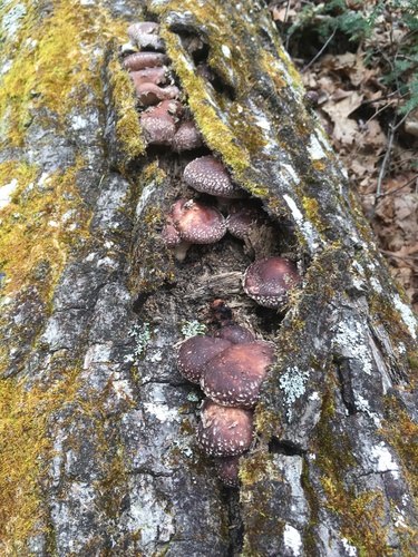 Shiitake, Lentinula edodes