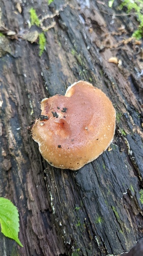 Shiitake, Lentinula edodes
