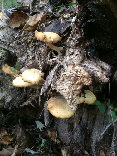 Shimeji, Hypsizygus marmoreus